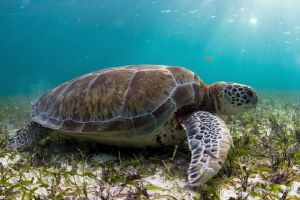 Turtle in the sea grass, Akumal México by Alejandro Topete 